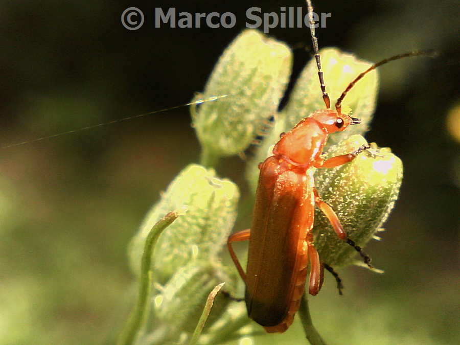 Rhagonycha fulva